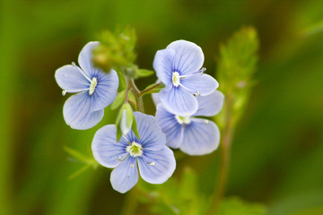 Veronica officinalis known as heath speedwell and common gypsyweed