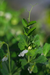 Flowering peas on the Bush. Beautiful green pea flower