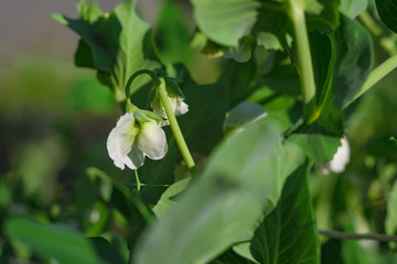 Flowering peas on the Bush. Beautiful green pea flower