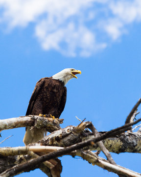 Eagle screeching in a tree