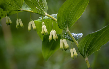 Polygonatum odoratum white forest flowers in bloom, springtime wild flowering plant 