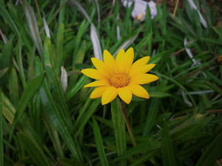 Beautiful yellow flower