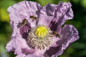 Binen im lila Mohn © Joachim Berninger