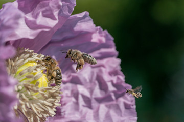 Binen im lila Mohn