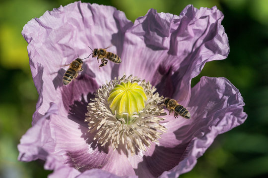Binen im lila Mohn