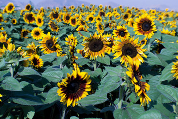 sunflower Field