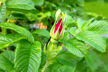 Red wild rose bud