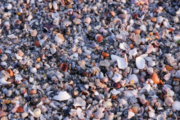 Muscheln am Strand