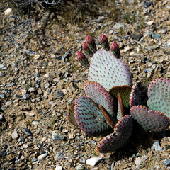 desert cactus