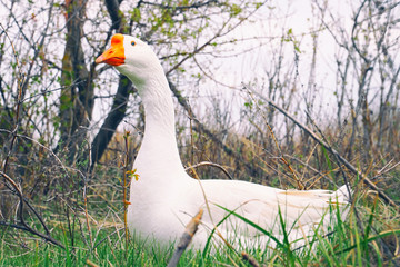 White goose looks around and walks on grass