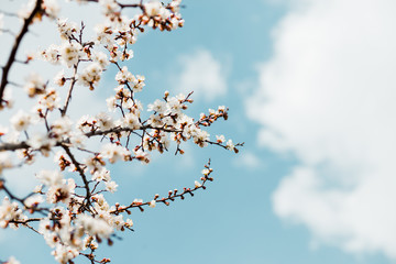 Beautiful flowering apricot tree in spring time