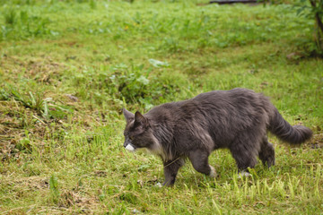 Gray, wild fluffy cat walks through the green grass to hunt.