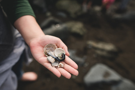 A handful of shells