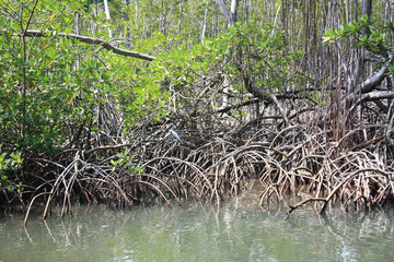 Mangrovenbäume