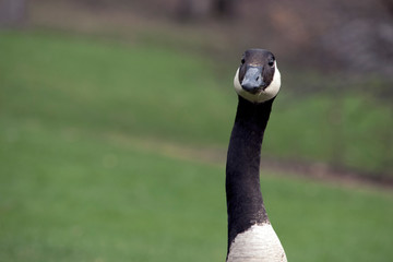 Obraz premium goose with crooked neck