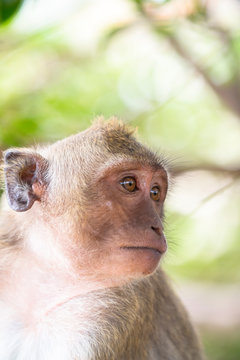 close up of one wild monkey portrait