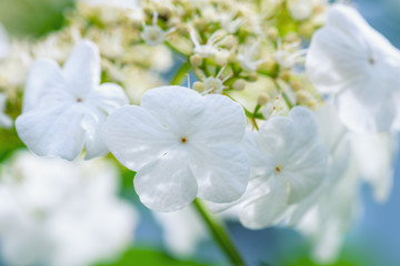 Naklejka na ściany i meble Viburnum close-up. Viburnum flower bloomed in the garden. Blooming viburnum spring sunny day.