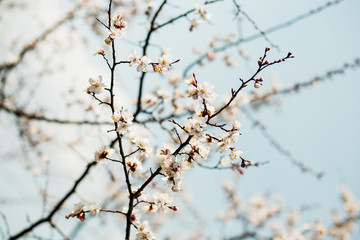 Beautiful flowering apricot tree in spring time