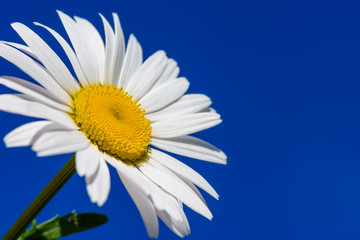 Naklejka premium White Daisy. Daisy flower in summer close-up. Chamomile closeup on a green background. Daisy. Chamomile ordinary sunny day in summer.