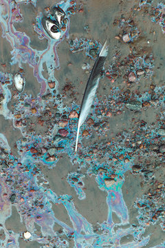 Feather and mussel shells on wet sand