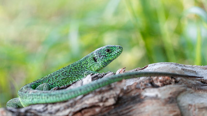 Naklejka na ściany i meble Green beautiful lizard sitting on a fallen tree. Wildlife. Animal reptile close-up.