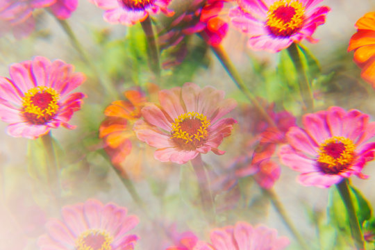 Zinnia's photographed through prism