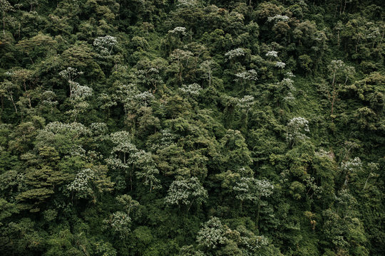 Mountainside of trees