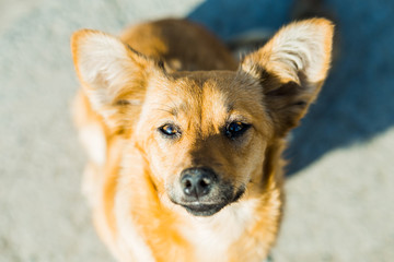 Beautiful puppy dog with happy eyes dog portrait