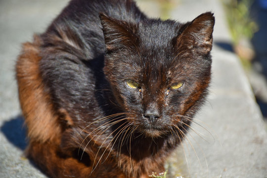 close up of a portrait of homeless dark brown cat very quiet on the sidewalk in a sunny day. The abandoned cat has got middle-opened yellow eyes. Horizontal picture