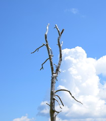 Trockener verdorrter Ast vor blauen Himmel mit weißen Wolken - Trockenperiode und ihre Folgen