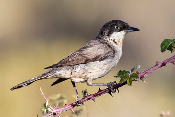 Western Orphean warbler (Sylvia hortensis), in its natural environment.