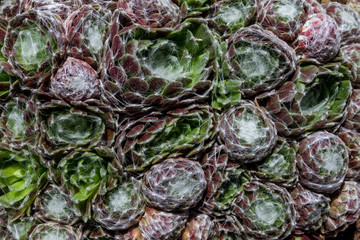 Succulent spider web houseleek (sempervivum arachnoideum) occupying the entire frame