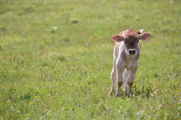 Close-up of calf in green field lit by sun with fresh summer grass on green blurred background. Cattle farming, breeding, milk and meat production concept.