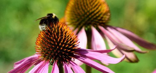 Echinacea mit Hummel