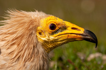Adult Egyptian vulture (Neophron percnopterus) portrait, Spain