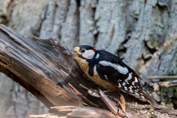 Great spotted woodpecker (Dendrocopos major) in the nature protection area Moenchbruch near Frankfurt, Germany.