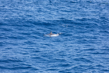 dolphin swimming in the blue ocean in Tenerife,Spain