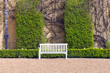Elegant wooden white bench by trimmed green hedge in a summer English garden.