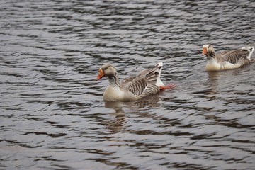 Obraz premium Goose in water