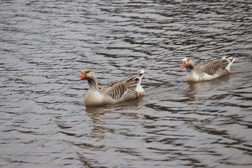Goose in water