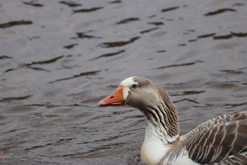 Goose in water