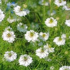 Jungfer im Gr&uuml;nen, Nigella damascena
