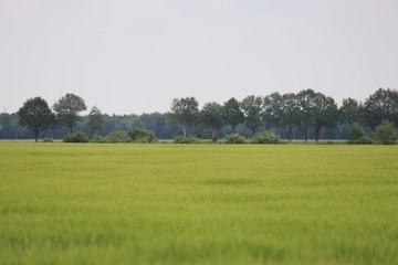 Fototapeta na wymiar green field with trees in background