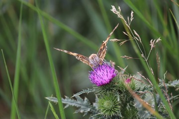butterfly on flower drinking nectar