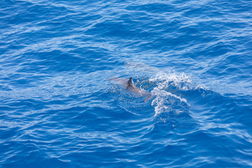 Obraz premium dolphin swimming in the blue ocean in Tenerife,Spain