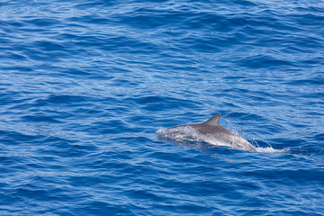 Fototapeta premium dolphin swimming in the blue ocean in Tenerife,Spain