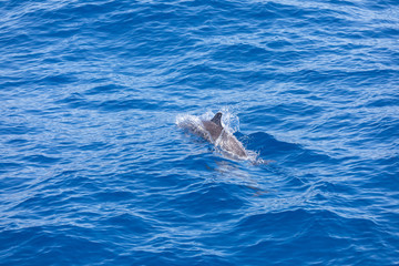 Obraz premium dolphin swimming in the blue ocean in Tenerife,Spain
