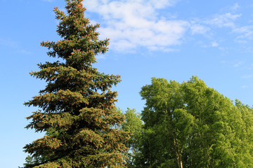 Fototapeta premium beautiful blue fir trees in the Park
