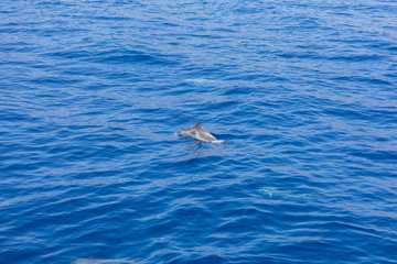 dolphin swimming in the blue ocean in Tenerife,Spain