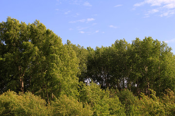 beautiful summer landscape, green deciduous trees